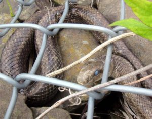 日本に生息している毒蛇とは 田舎に行くなら覚えておきたい蛇のこと