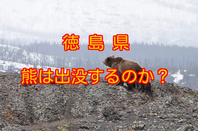 徳島県の山には熊が出没するのか？熊にあわないための予備知識