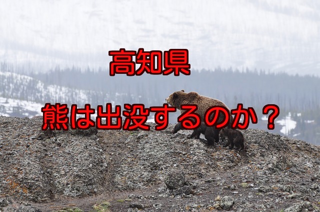 高知県の山には熊が出るのか？熊に遭遇しないための予備知識